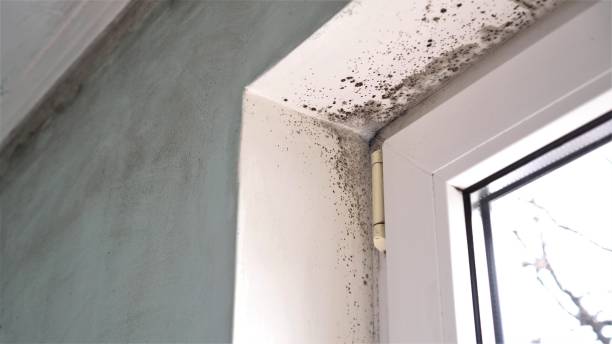 Best Commercial Mold Removal  in Ranchos De Taos, NM