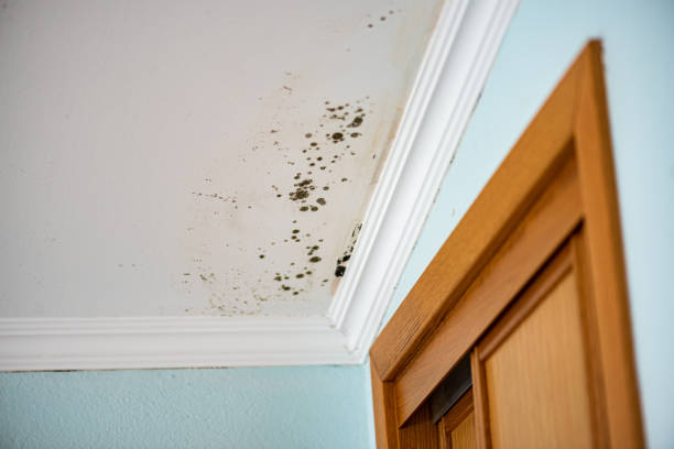 Mold Testing and Removal in Ranchos De Taos, NM
